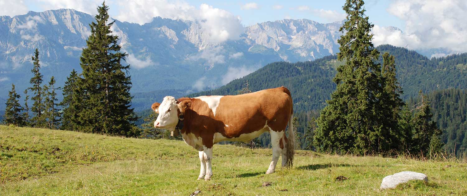 Almweide im Karwendel bei Krün