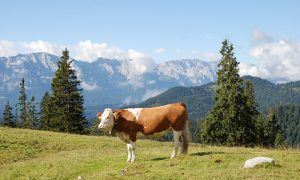 Kuh auf der Alm im Karwendel für Bergbauern-Milch