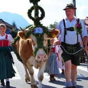 Der Almabtrieb in Krün vom Karwendel