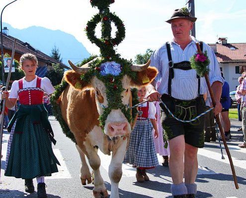 Der Almabtrieb in Krün vom Karwendel