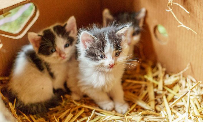 Darf Man Katzenbabys Nach Der Geburt Anfassen Katzenbabys kurz nach der Geburt am Hof – Ferienwohnungen Zum Baur in Krün