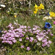 blühende Kräuter zum Bergfrühling in Krün - Ferienwohnungen "zum Baur"