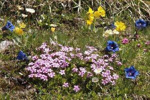 blühende Kräuter zum Bergfrühling in Krün - Ferienwohnungen 