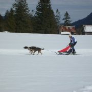 Schlittenhunderennen in Wallgau - 2018