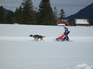 Schlittenhunderennen in Wallgau