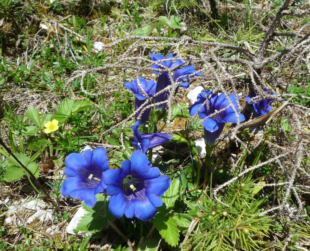 Feriewohnung in Krün zum Bergrühling buchen